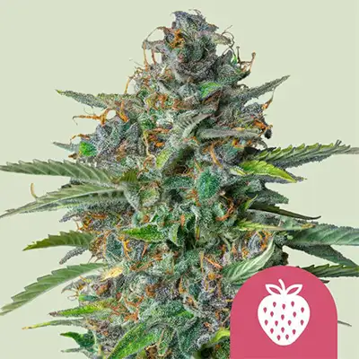 Strawberry Cough > Royal Queen Seeds | Graines Féminisées  |  Sativa